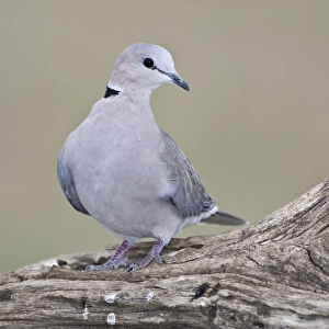 Africa. Tanzania. Ring-Necked Dove at Ndutu in the Ngorongoro Conservation Area