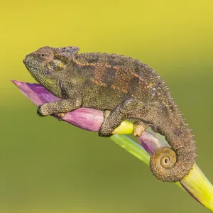 Africa. Tanzania. Rough chameleon (Trioceros rudis) at Ngorongoro crater