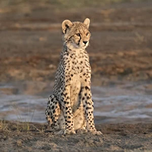 Africa, Tanzania, Serengeti. Cheetah cub (Acinonyx jubatus)