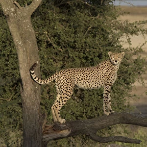 Africa, Tanzania, Serengeti. Cheetah mother (Acinonyx jubatus) on the hunt