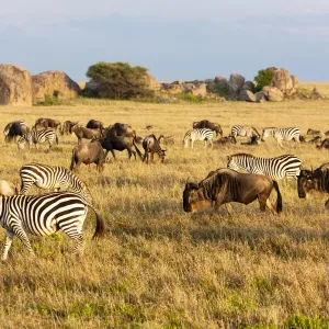 Africa, Tanzania, The Serengeti. Herd animals graze together on the plains with kopjes in the distance Africa, Tanzania, The Serengeti. Herd animals graze together on the plains with kopjes in the distance