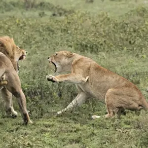 Africa, Tanzania, Serengeti. Lovers quarrel Africa, Tanzania, Serengeti. Lovers quarrel