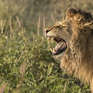 Africa, Tanzania, Serengeti. Male lion (Panthera leo) in the act of fleming