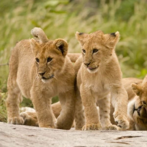 Africa, Tanzania, Serengeti National Park, om Gol Kopjes, Lion, Panthera leo, lioness with cubs