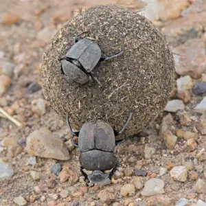 Serengeti Dung Beetles Print