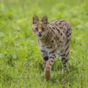 Serval Cat Hunting Print, Serengeti National Park, Tanzania