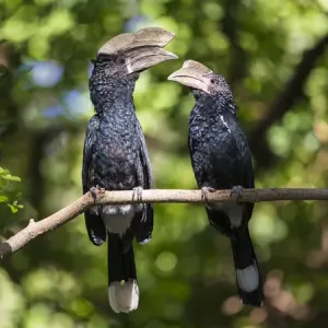 Silvery-cheeked Hornbill Mating Pair Print