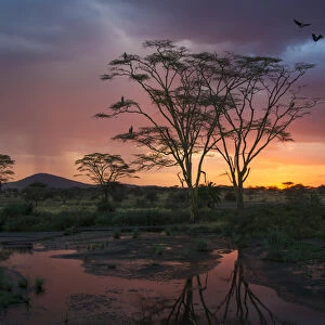 Africa. Tanzania. Sunset lights up a flock of Marabou storks in a marsh in Serengeti NP