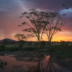 Africa. Tanzania. Sunset lights up a flock of Marabou storks in a marsh in Serengeti NP