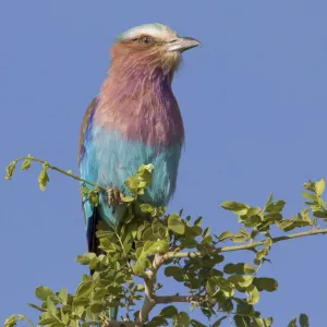 Africa, Tanzania, Tarangire National Park. Lilac-breasted Roller (Coracius caudata) Africa, Tanzania, Tarangire National Park. Lilac-breasted Roller (Coracius caudata)
