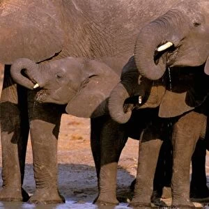Africa, Tanzania, Tarangire National Park. African Elephant (loxodonta africana)