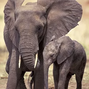 Africa, Tanzania, Tarangire National Park. African elephants (Loxodonta africana)
