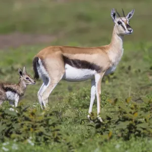 Thomsons Gazelle Print, Serengeti National Park, Tanzania