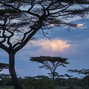 Africa. Tanzania. Thunder clouds lit by evening sun during rain storm at Ndutu Safari