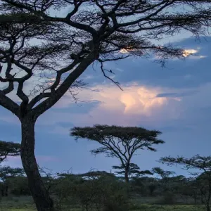 Africa. Tanzania. Thunder clouds lit by evening sun during rain storm at Ndutu Safari