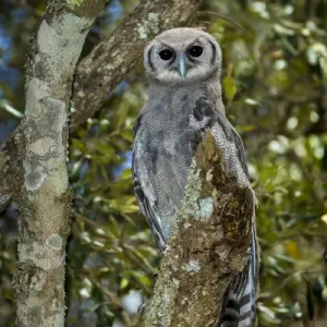 Africa. Tanzania. Verreauxs eagle-owl (Bubo lacteus) in Serengerti NP