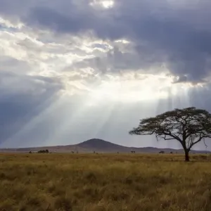 Africa. Tanzania. Views of the savanna in Serengeti NP Africa. Tanzania. Views of the savanna in Serengeti NP
