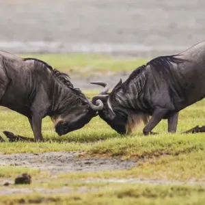 Africa. Tanzania. Wildebeest fighting during the annual Great Migration in Serengeti NP