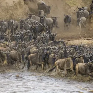 Africa. Tanzania. Wildebeest herd crossing the Mara river during the annual Great
