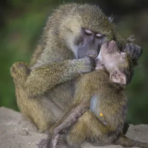 Africa. Tanzania. Yellow baboon (Papio cynocephalus) female with baby at Serengeti NP