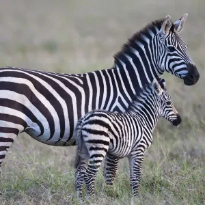 Africa, Tanzania. A young foal stands next to its mother Africa, Tanzania. A young foal stands next to its mother