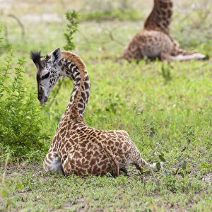 Africa, Tanzania. Two young giraffe sit together
