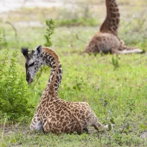 Africa, Tanzania. Two young giraffe sit together Africa, Tanzania. Two young giraffe sit together