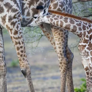 Africa, Tanzania. A young giraffe suckles