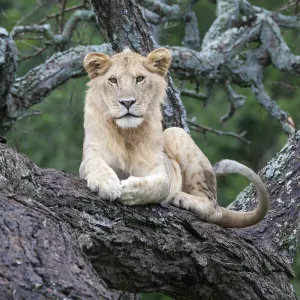 Africa, Tanzania. A young male lion sits in an old tree