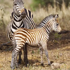 Africa, Tanzania. A very young zebra foal stands with its mother Africa, Tanzania. A very young zebra foal stands with its mother