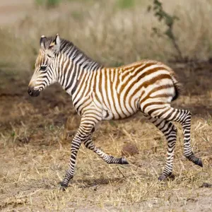 Africa, Tanzania. A very young zebra foal trots towards it mother