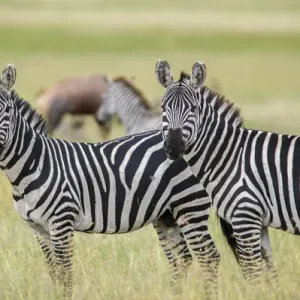 Africa, Tanzania, zebra Africa, Tanzania, zebra
