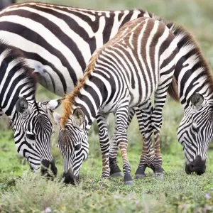 Africa, Tanzania. Two zebra graze with its brownish foal Africa, Tanzania. Two zebra graze with its brownish foal