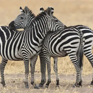 Africa, Tanzania. Two zebra stand together close to a third one Africa, Tanzania. Two zebra stand together close to a third one