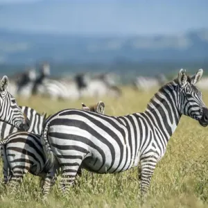 Africa, Tanzania, zebras Africa, Tanzania, zebras
