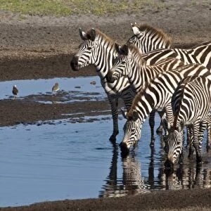 Africa. Tanzania. Zebras drinking at Ndutu in the Ngorongoro Conservation Area