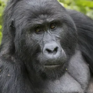 Prints of Africa Prints: Uganda