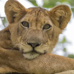Africa, Uganda, Ishasha, Queen Elizabeth National Park. Lioness, (Panthera leo) in tree