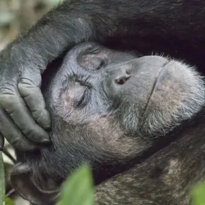 Africa, Uganda, Kibale Forest National Park. Chimpanzee (Pan troglodytes) in forest