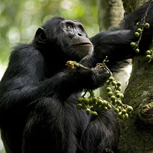 Africa, Uganda, Kibale National Park, Ngogo Chimpanzee Project. Perched in a fig tree