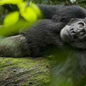 African Print: Kibale National Park Chimpanzee African Print: Kibale National Park Chimpanzee