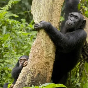 Africa, Uganda, Kibale National Park, Ngogo Chimpanzee Project. A female chimpanzee