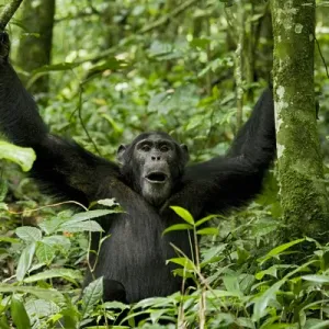 Africa, Uganda, Kibale National Park, Ngogo Chimpanzee Project