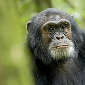 Africa, Uganda, Kibale National Park, Ngogo. A male chimpanzee listens alert