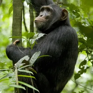Africa, Uganda, Kibale National Park, Ngogo