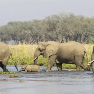 Africa Print: Elephants in a Zambia River