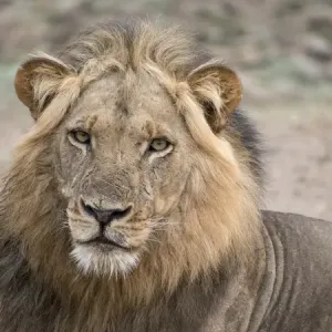 Africa, Zambia. Alert adult lion. Credit as: Bill Young / Jaynes Gallery / DanitaDelimont