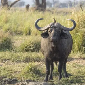 Africa, Zambia. Cape buffalo male close-up. Credit as: Bill Young / Jaynes Gallery / DanitaDelimont