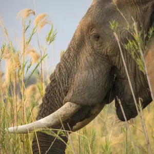 Africa Print: Close-up of Elephant Eating in Zambia