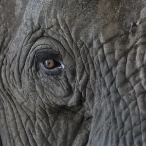 Africa Print - Close-up of an Elephant's Eye
